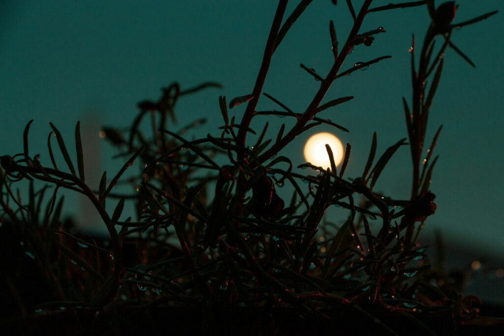 jardiner-avec-la-lune