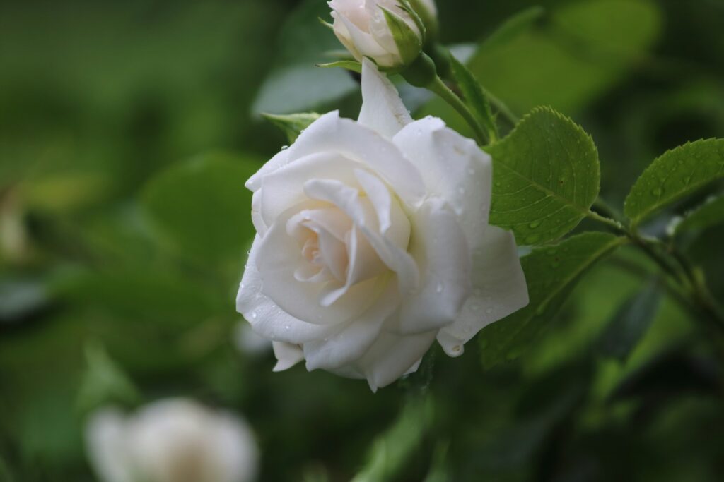 signification-rose-blanche