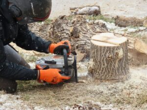 dessouchage-arbre