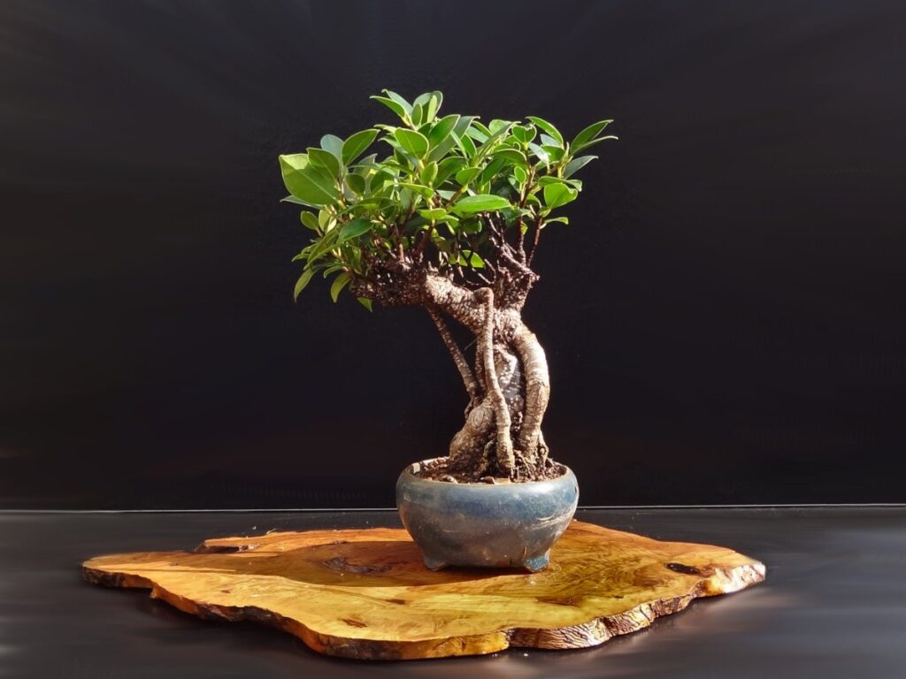 ficus-micro-ginseng