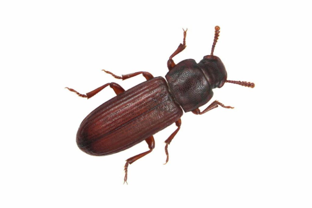 tribolium