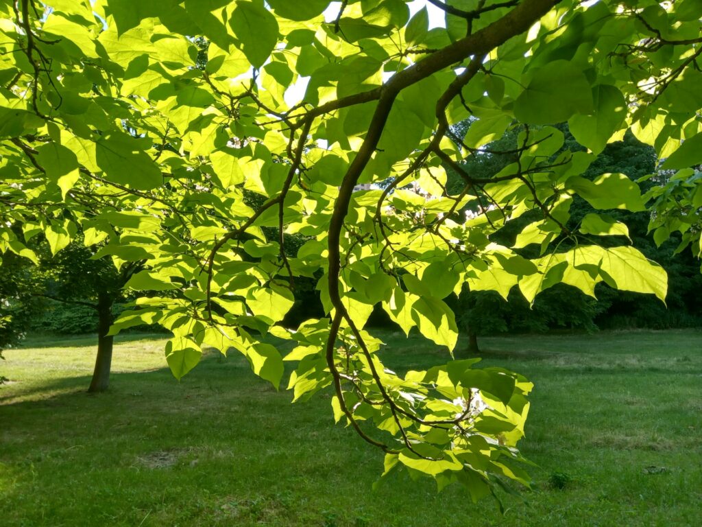 catalpa-arbre