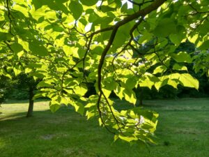 catalpa-arbre