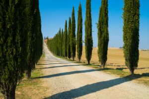 cypres-de-provence