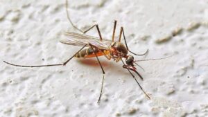 duree-de-vie-moustique-dans-une-chambre