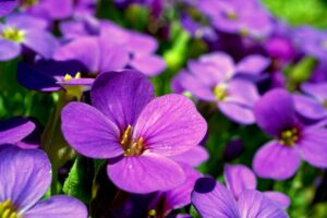 fleur-en-ette