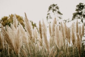 herbe-de-la-pampa-interdiction