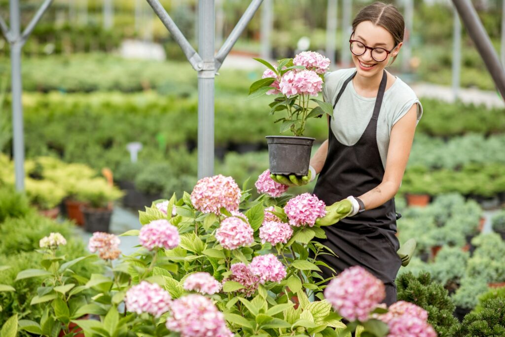 hortensia-en-pot