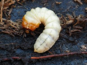 larve-de-mite