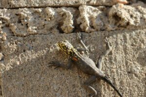 lezard-muraille