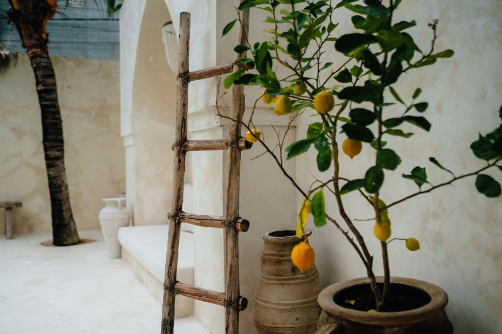 taille-citronnier-en-pot