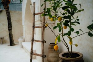 taille-citronnier-en-pot