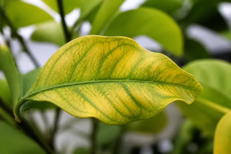 Feuille de citronnier jaunie présentant des nervures vertes bien visibles, signe d'une carence nutritionnelle probable.