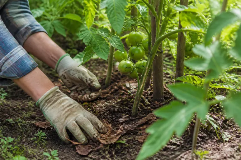 Comment se débarrasser des fourmis dans le jardin : entretien du potager pour éloigner les insectes.