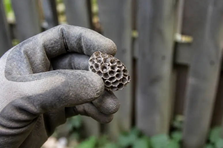 Main gantée d'un jardinier montrant un petit nid séché de guepe-noire.