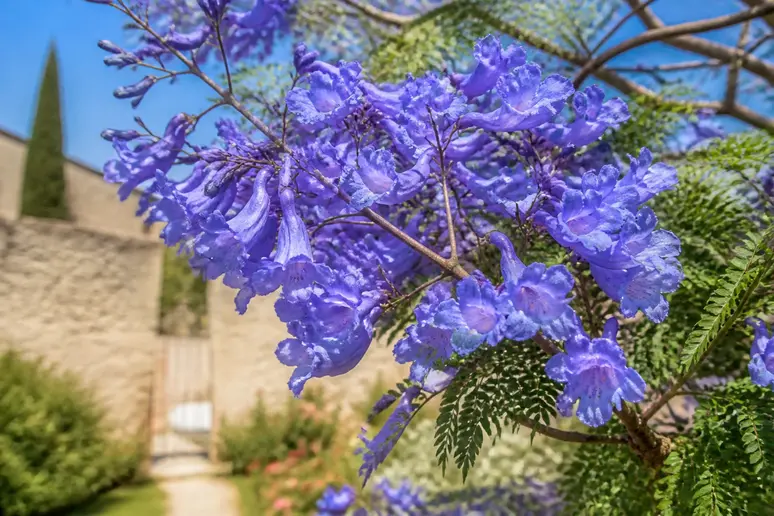 Magnifique floraison bleue d'un jacaranda dans un jardin français.