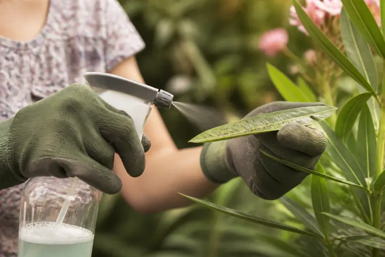 Des mains gantées pulvérisent une solution naturelle sur les feuilles d'un laurier-rose atteint par des parasites, dans une approche de jardinage écologique.