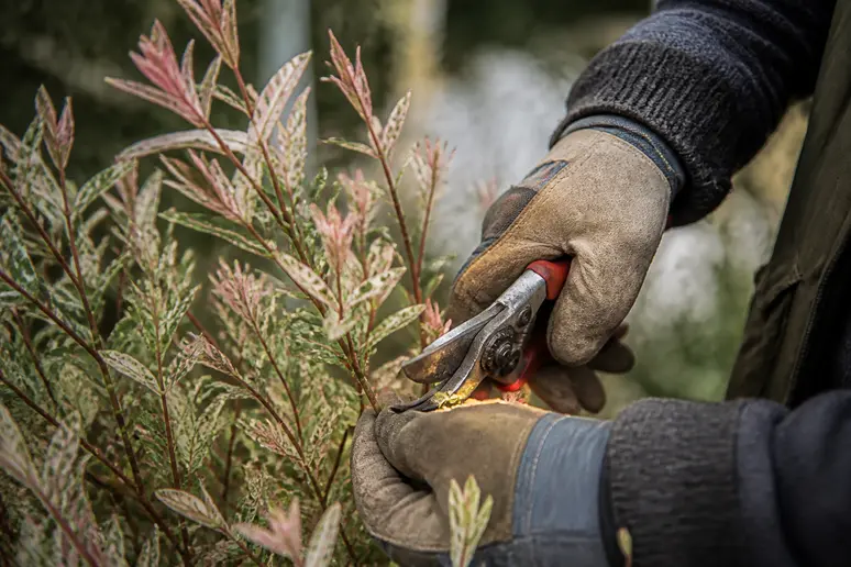 Mains gantées d'un jardinier taillant avec précision un saule crevette pour obtenir une forme de buisson compacte et harmonieuse.