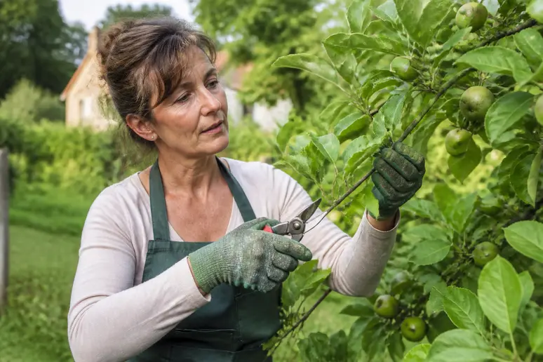 Jardinière française examinant attentivement une branche de pommier, sélectionnant les meilleures pour optimiser la récolte.