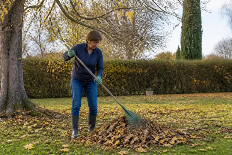 Nettoyage des feuilles et fruits de tulipier-de-virginie-inconvenients dans un jardin résidentiel français.