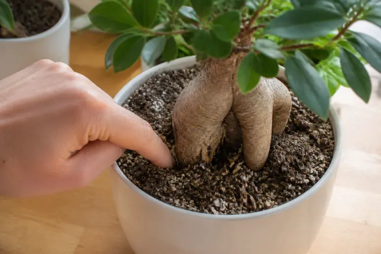 Vérification de l'humidité du substrat pour un ficus micro ginseng entretien réussi.