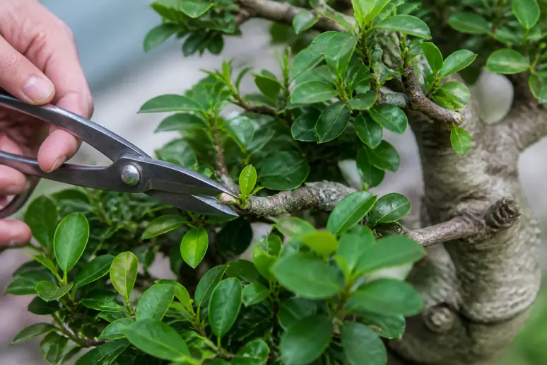 Taille des jeunes pousses pour entretenir un ficus micro ginseng.