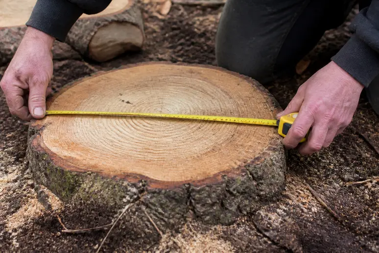 Mesure au mètre ruban du diamètre d'une souche d'arbre pour estimer le prix du dessouchage